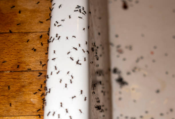 Best Wasp Removal Services  in Junction City, CA