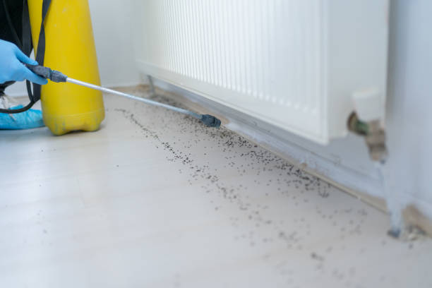 Best Flea Control Services  in Junction City, CA